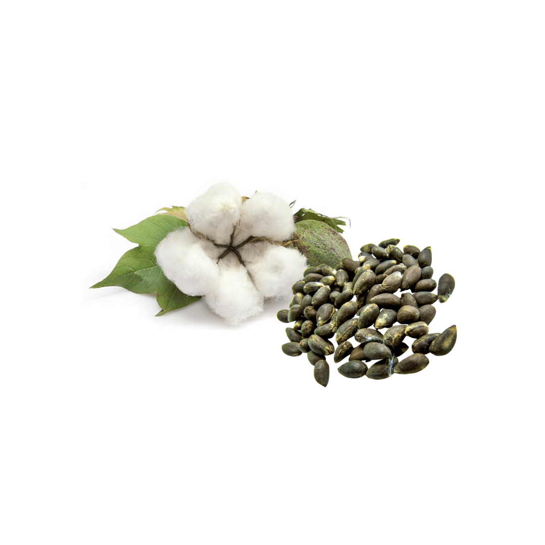 cotton seeds export